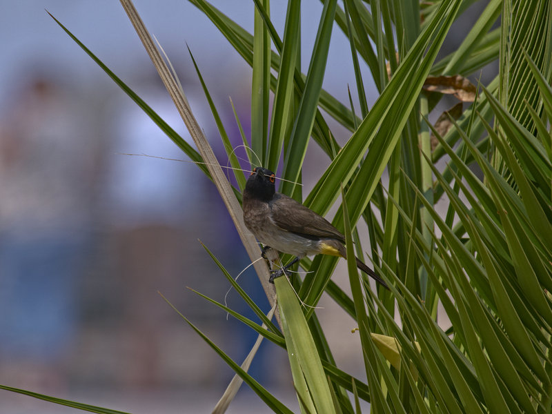 Okaukuejo, Bulbul
